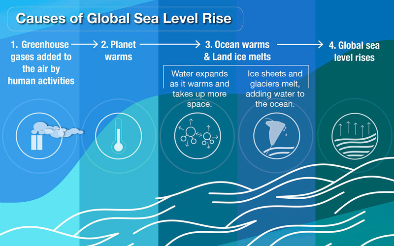 Infographic showing causes of global sea level rise: greenhouse gases added by human activities, which warms the planet, leading to ocean warming and land ice melting